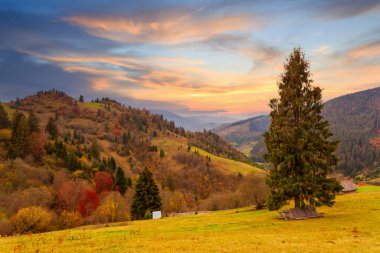 Karpatlar, Ukrayna. Sıcak bir yaz akşamında ağaçların serin gölgesinde çiçeklerle dolu harika bir orman..