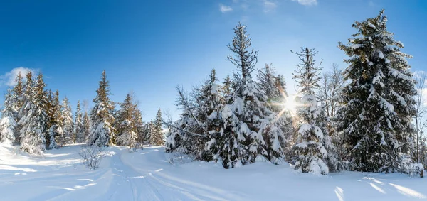 Meravigliosamente maestoso paesaggio invernale incandescente dalla luce del sole. Scena invernale. Carpazi, Ucraina, Europa. Il mondo della bellezza. Felice anno nuovo — Foto Stock