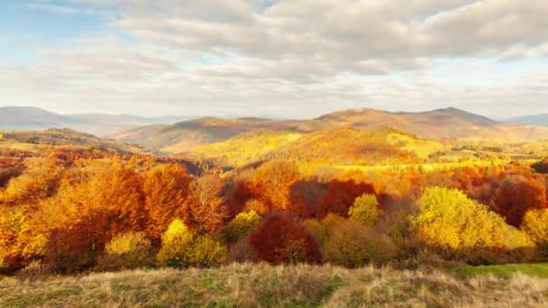 Jesienna dolina zachodu słońca. Zbliżenie zachodzącego słońca gęstego, złotego lasu osikowego w dolinie u podnóża wysokich szczytów Gór Karpackich, w wietrzny jesienny dzień. Ukraina. — Wideo stockowe