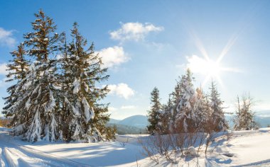Güneş ışığıyla parlayan görkemli kış manzarası. Kış manzarası. Carpathian, Ukrayna, Avrupa. Güzellik dünyası. Mutlu yıllar.