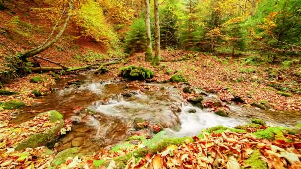ウクライナだ。カルパチア山脈の紅葉に彩られた木々に囲まれた苔で覆われた岩の周りを穏やかな流れが流れます。国立公園｜Shypit Carpathian. — ストック動画