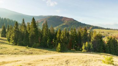 Karpatlar, Ukrayna. Dağlarda sis olan sonbahar manzarası. Tepelerdeki firavun ormanı. Çayırdaki yalnız Noel ağacı. Avrupa Gemi Çukuru Karpatlar Ulusal Parkı.