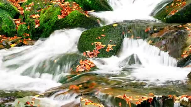 Ukraina. Delikatny strumień kaskad wokół skał porośniętych mchem otoczony drzewami ozdobionymi jesiennymi liśćmi w Karpatach. Park Narodowy Shypit Karpaty. — Wideo stockowe