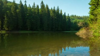 Güzel doğa ve bereketli yeşil ormanlar ve Karpatlar 'ın incisinin etrafındaki bitki örtüsüyle harika bir manzara - Synevyr Gölü. Ukrayna 'daki Karpatlar. Büyük köknar üzerinde mistik sis.