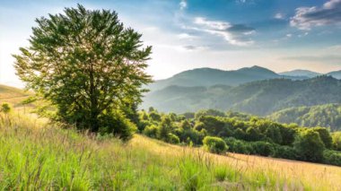 Gün batımında harika bir orman ve çimenli çayır. Altın güneş ufukta beliriyor, günün sonunda. Tepeler ve çayırlarda güneş ışığı altında karışık ormanlar. Synevyr Geçidi, Karpatlar 'da dinlenme yeri