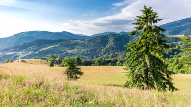 Foresta Meravigliosa Prato Erboso Tramonto Sole Dorato Tocca Orizzonte Fine — Video Stock