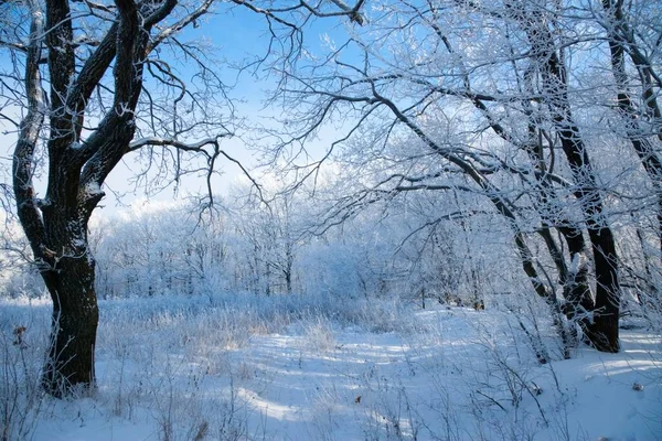 Winterse Atmosferische Landschap Met Vorst Bedekte Droge Planten Tijdens Sneeuwval — Stockfoto