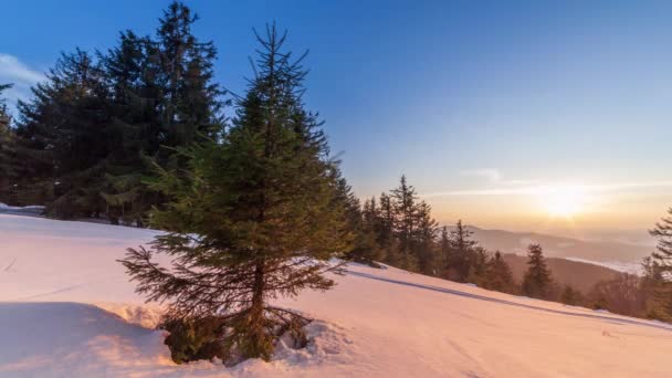 山の中で美しい冬の風景 太陽がモミの木の枝を覆って雪を突破します 新雪の厚い層で覆われた地面や木 — ストック動画