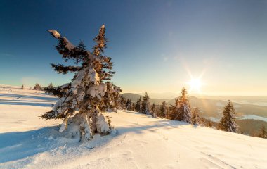 Güneş ışığıyla parlayan görkemli kış manzarası. Kış manzarası. Carpathian, Ukrayna, Avrupa. Güzellik dünyası. Mutlu yıllar..