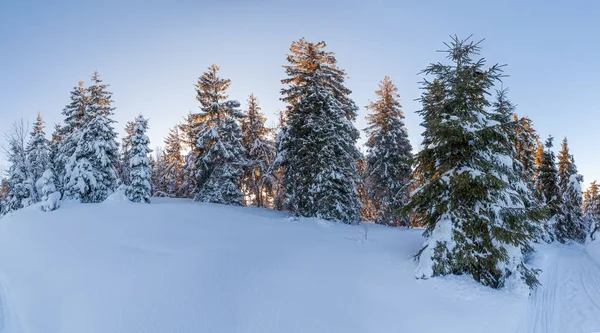 Maravilhoso Cenário Inverno Dia Ensolarado Paisagem Inverno Com Neve Coberto — Fotografia de Stock