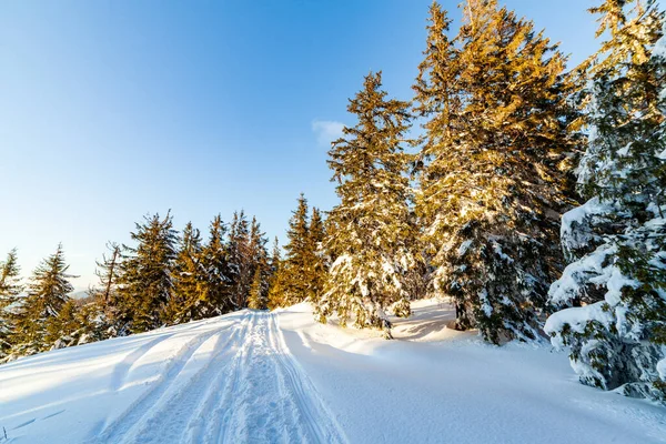 날놀라운 풍경이었습니다 풍경은 눈덮인 배경으로 인기있는 하이킹 겨울의 놀라운 자연의 스톡 이미지