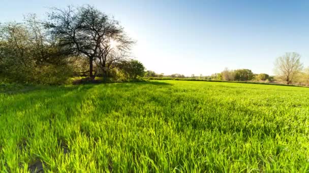 Ukraine Green Wheat Field Sunset Sun Glare Grass Summer Day — стоковое видео