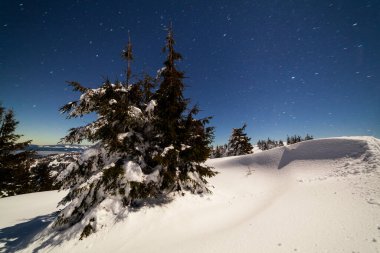 Karla kaplı ağaçlı büyülü kış manzarası. Yıldızlar, nebula ve galaksiyle dolu canlı bir gece göğü. Derin gökyüzü gökyüzü fotoğrafı