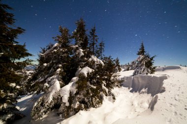 Karla kaplı ağaçlı büyülü kış manzarası. Yıldızlar, nebula ve galaksiyle dolu canlı bir gece göğü. Derin gökyüzü gökyüzü fotoğrafı