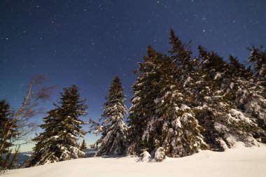 Karla kaplı ağaçlı büyülü kış manzarası. Yıldızlar, nebula ve galaksiyle dolu canlı bir gece göğü. Derin gökyüzü gökyüzü fotoğrafı