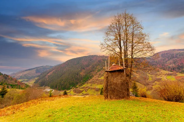 Carpathians Ukraine Wonderful Forest Glade Flowers Cool Shade Trees Hot — Stock Photo, Image