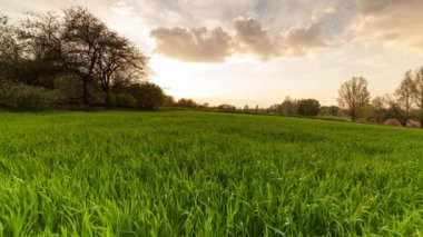 Ukrayna. Günbatımında yeşil buğday tarlası güneş çimenleri aydınlatır yaz günü ağaçlar gökyüzü sıraları. Yüksek kaliteli zaman dilimi