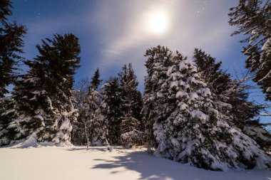 Karla kaplı ağaçlı büyülü kış manzarası. Yıldızlar, nebula ve galaksiyle dolu canlı bir gece göğü. Derin gökyüzü gökyüzü fotoğrafı