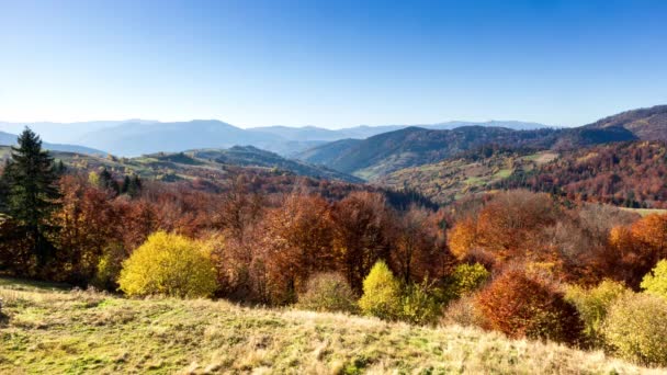 秋天的日落谷在一个多风的秋日 在喀尔巴阡山脉高峰山脚下的一个山谷里 一个浓密的金色杨树的日落的特写 乌克兰 Hight Quality — 图库视频影像