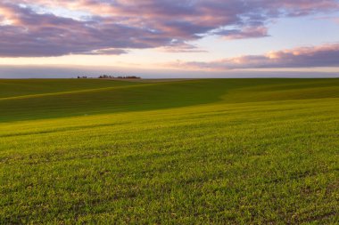 Mavi gökyüzü ve bulutlu buğday tarlası. Doğa manzarası. Ukrayna 'nın kırsal kesiminde. Zengin hasat konsepti. - Evet. Yüksek kalite fotoğraf