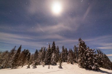Karla kaplı ağaçlı büyülü kış manzarası. Yıldızlar, nebula ve galaksiyle dolu canlı bir gece göğü. Derin gökyüzü gökyüzü fotoğrafı