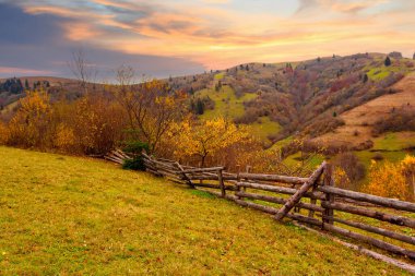 Karpatlar, Ukrayna. Sıcak bir yaz akşamında ağaçların serin gölgesinde çiçeklerle dolu harika bir orman. Yüksek kalite fotoğraf