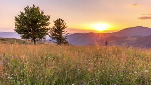 Gün Batımında Harika Bir Orman Çimenli Çayır Altın Güneş Ufukta — Stok video