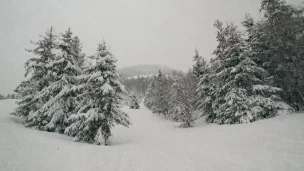 Sneeuw Valt Neer Bosbomen Bergen Prachtige Video Clip Gefilmd Koude — Stockvideo