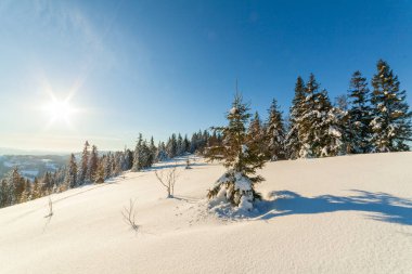 Güneş ışığıyla parlayan görkemli kış manzarası. Kış manzarası. Carpathian, Ukrayna, Avrupa. Güzellik dünyası. Mutlu yıllar..