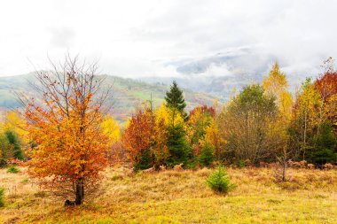 Ağaçların üzerinde sarı yapraklar ve uzaktaki yeşil köknar ağaçlarıyla güzel sonbahar orman manzarası, güzel fırtına bulutları. Yüksek kalite fotoğraf