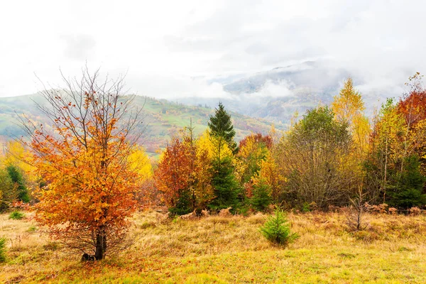 Ağaçların üzerinde sarı yapraklar ve uzaktaki yeşil köknar ağaçlarıyla güzel sonbahar orman manzarası, güzel fırtına bulutları. Yüksek kalite fotoğraf