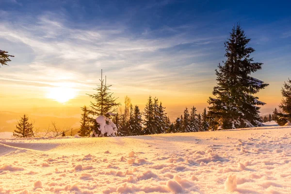 Güneş ışığıyla parlayan görkemli kış manzarası. Kış manzarası. Carpathian, Ukrayna, Avrupa. Güzellik dünyası. Mutlu yıllar..
