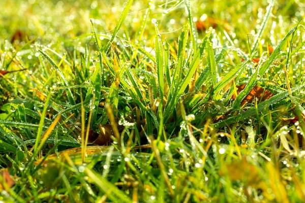 Nahaufnahme Von Frischem Dichtem Gras Mit Wassertropfen Frühen Morgen Hochwertiges — Stockfoto