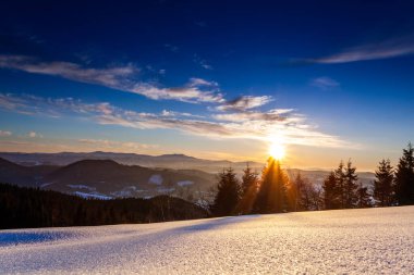 Çam Ağacı Ormanı Kış Manzarasında Karla kaplı