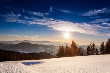 Çam Ağacı Ormanı Kış Manzarasında Karla kaplı