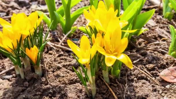 Crocus Πληθυντικός Κρόκους Croci Είναι Ένα Γένος Ανθοφόρων Φυτών Στην — Αρχείο Βίντεο