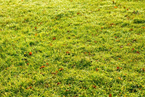 Nahaufnahme Von Frischem Dichtem Gras Mit Wassertropfen Frühen Morgen Hochwertiges — Stockfoto