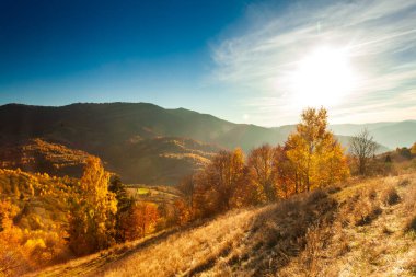 Ukrayna kırsalının panoramik manzarası, yalnız rüzgarlı ağaç, yuvarlanan tepeler ve gün batımında yeşil alanlar. Karpatlar, Synevyr geçidi. Yüksek kalite fotoğraf