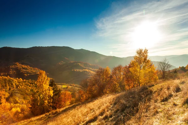 Ukrayna kırsalının panoramik manzarası, yalnız rüzgarlı ağaç, yuvarlanan tepeler ve gün batımında yeşil alanlar. Karpatlar, Synevyr geçidi. Yüksek kalite fotoğraf