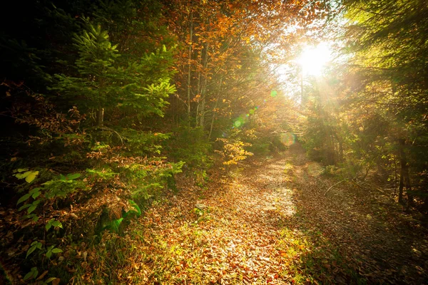 Ukraine Wonderful Autumn Scene Road Forest Picturesque Trees Dressed Beautiful — Foto Stock