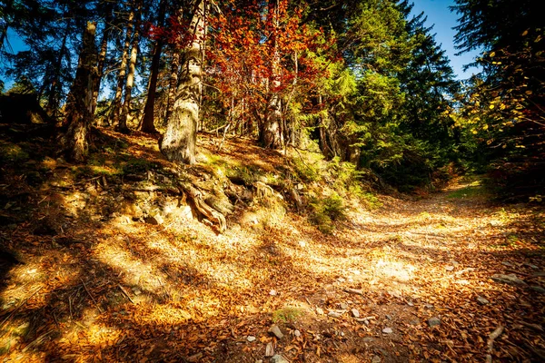 Ukraina Wspaniała Scena Jesienna Drogą Lesie Malownicze Drzewa Ubrane Piękne — Zdjęcie stockowe
