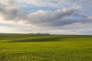 Mavi gökyüzü ve bulutlu buğday tarlası. Doğa manzarası. Ukrayna 'nın kırsal kesiminde. Zengin hasat konsepti. - Evet. Yüksek kalite fotoğraf