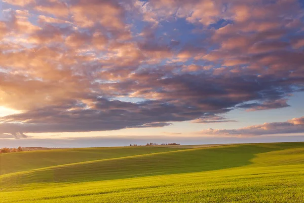 Búzamező Kék Égbolttal Felhőkkel Természeti Táj Vidéki Táj Ukrajnában Gazdag — Stock Fotó