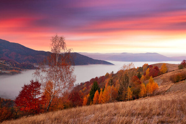 Ukraine. Warm autumn in the Carpathians. Very beautiful picturesque, beech, birch and pine forests on the slopes of the Synevyr Mountains glow with bright colors against the backdrop of sunset. High