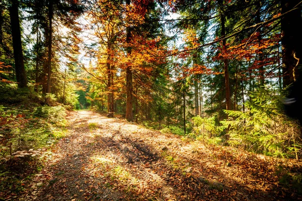 Ukraine Wonderful Autumn Scene Road Forest Picturesque Trees Dressed Beautiful — Foto Stock