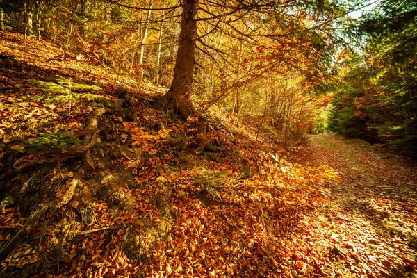 Ucrânia Cena Outono Maravilhosa Com Uma Estrada Floresta Árvores Pitorescas — Fotografia de Stock