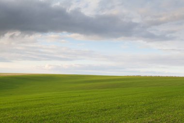 Mavi gökyüzü ve bulutlu buğday tarlası. Doğa manzarası. Ukrayna 'nın kırsal kesiminde. Zengin hasat konsepti. - Evet. Yüksek kalite fotoğraf