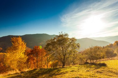 Ukrayna kırsalının panoramik manzarası, yalnız rüzgarlı ağaç, yuvarlanan tepeler ve gün batımında yeşil alanlar. Karpatlar, Synevyr geçidi. Yüksek kalite fotoğraf