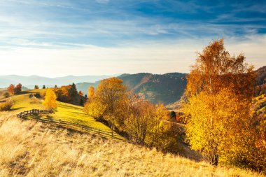 Sonbahar günü Ukrayna Karpatları 'nın renkli ağaçları, güneşin parlak sisli ışıklarıyla muhteşem ışık efektleri. Kayın ağacı mavi dağların arka planında çok güzeldir. Yükseklik
