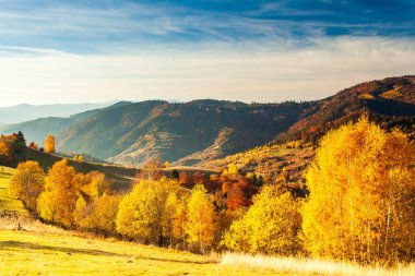 Sonbahar günü Ukrayna Karpatları 'nın renkli ağaçları, güneşin parlak sisli ışıklarıyla muhteşem ışık efektleri. Kayın ağacı mavi dağların arka planında çok güzeldir. Yükseklik